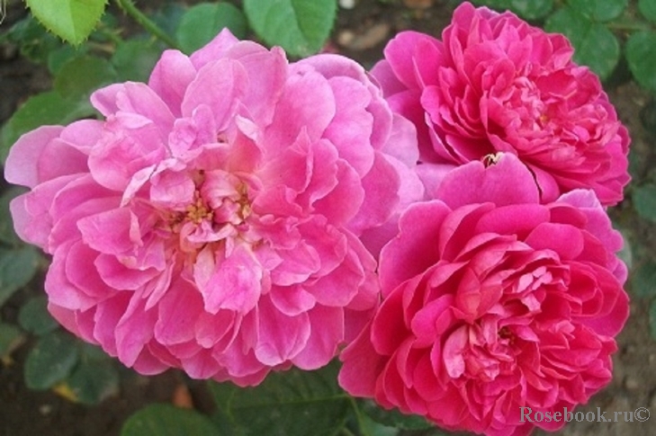 Princess Anne 