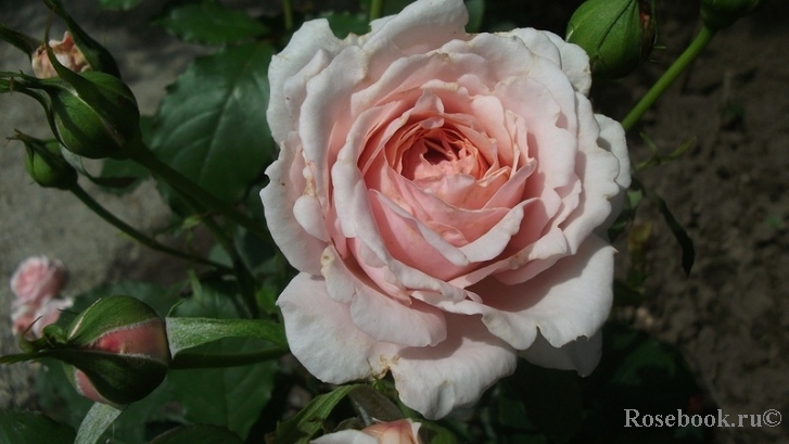 Louise de Marillac