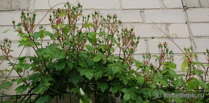 Venusta Pendula