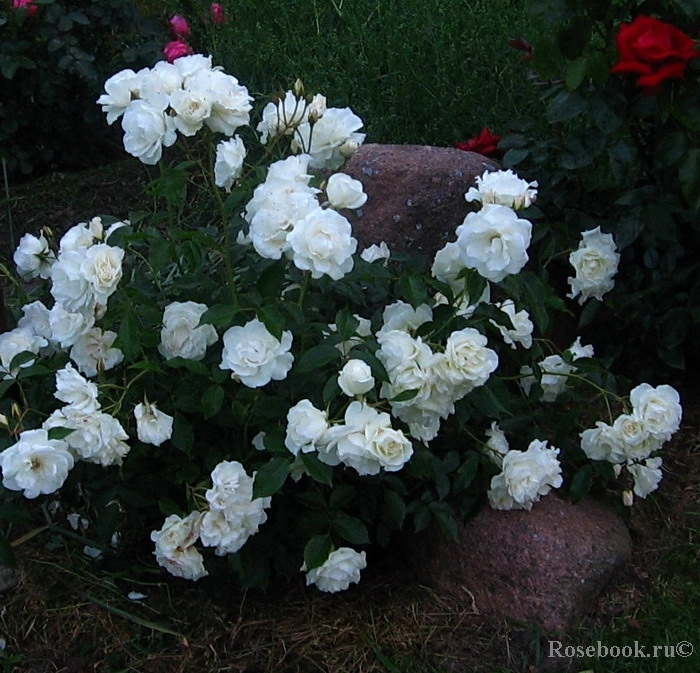 Schneewittchen
