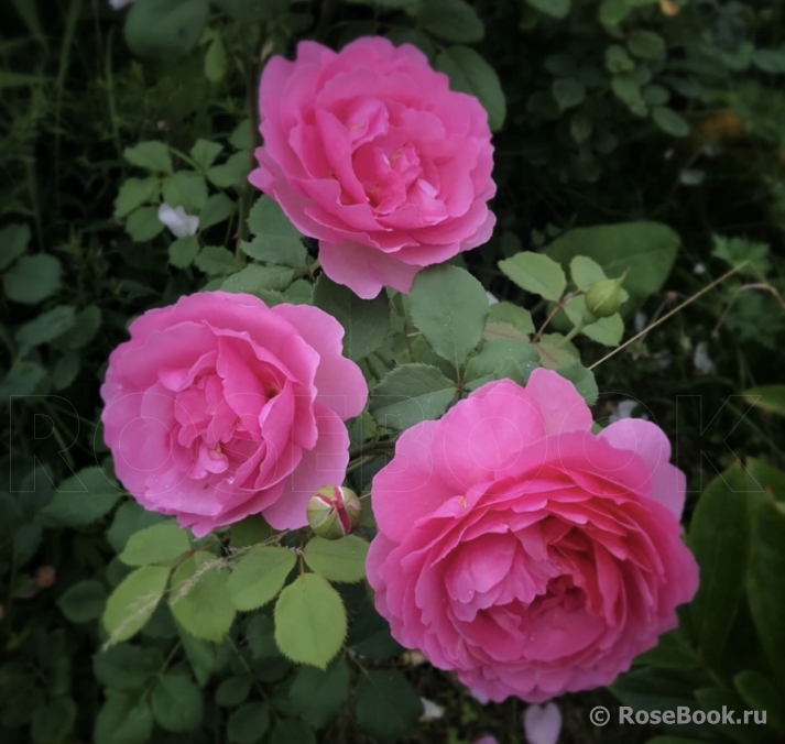 Princess Alexandra of Kent 