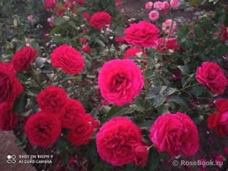 Kordes' Rose Bordeaux ®