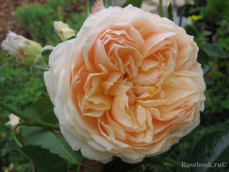 Gingerrose85