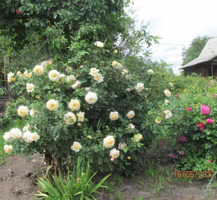 Crocus Rose® 