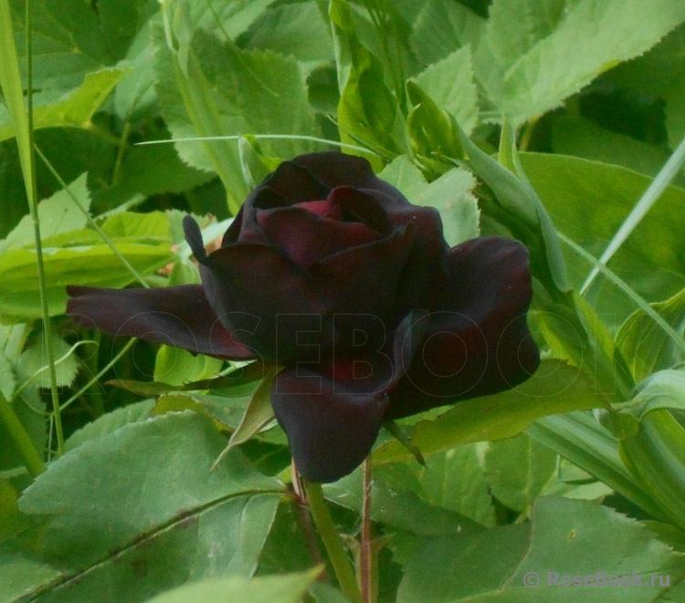 Scarman's Velvet China
