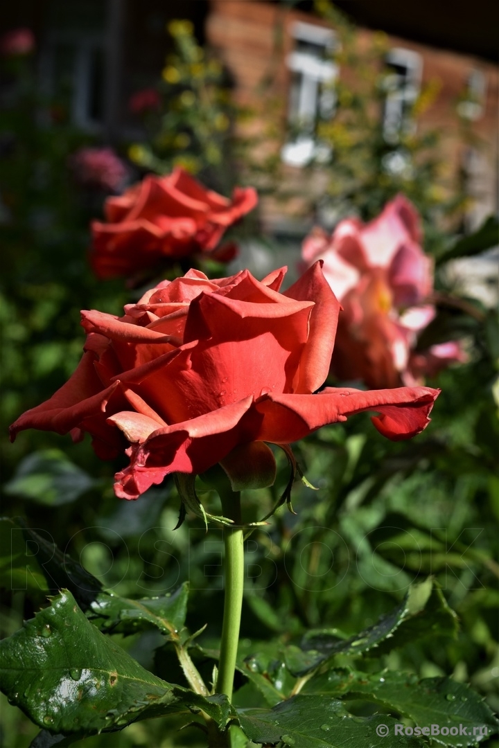 Rhosyn Margaret Williams
