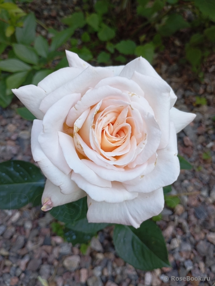 Jardins de Bagatelle 