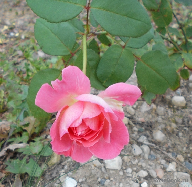 Comtesse de Provence®