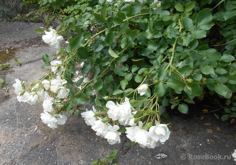White Meidiland