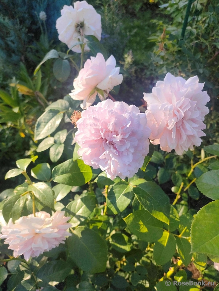 Alexandra - Princesse de Luxembourg ®