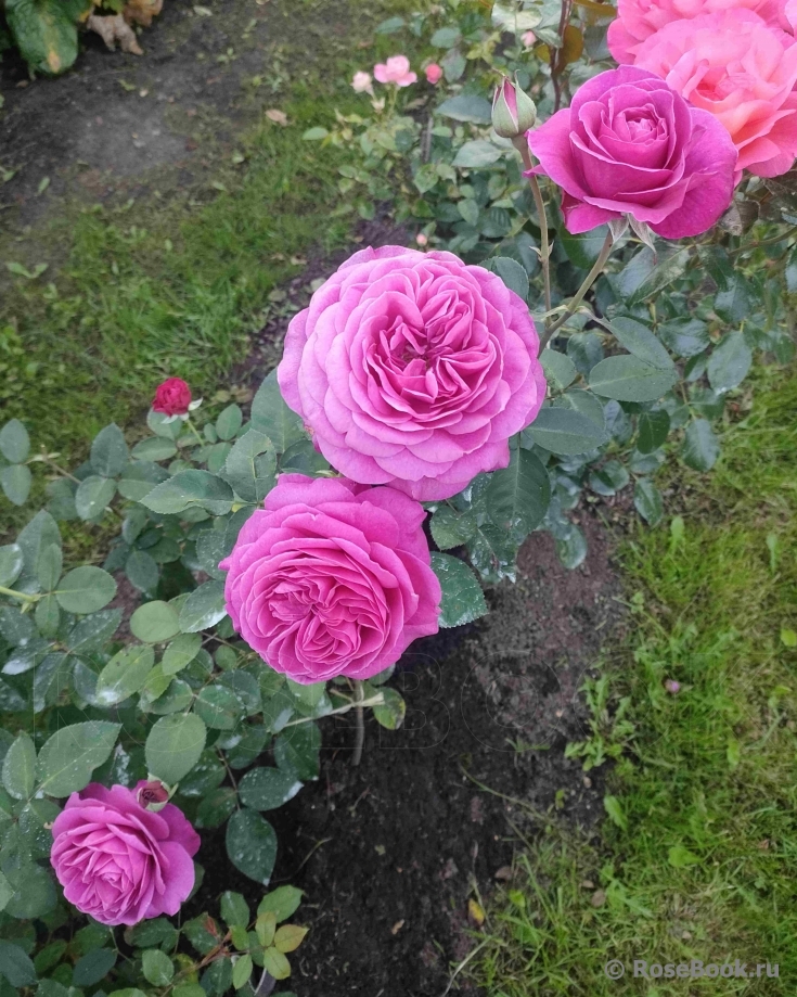 Scent of Woman ®