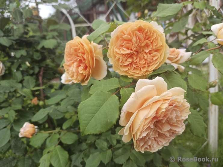 Crown Princess Margareta®