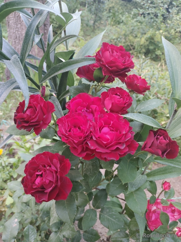 Hommage a Barbara