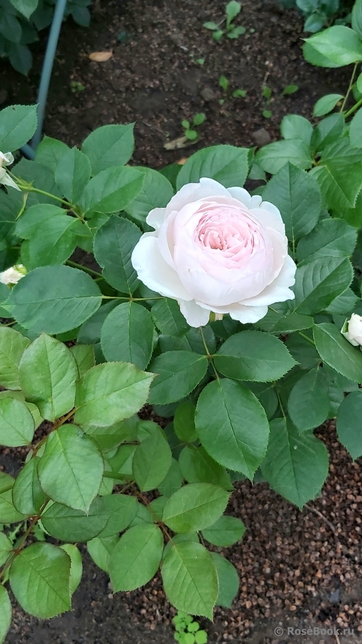 Herzogin Christiana ®