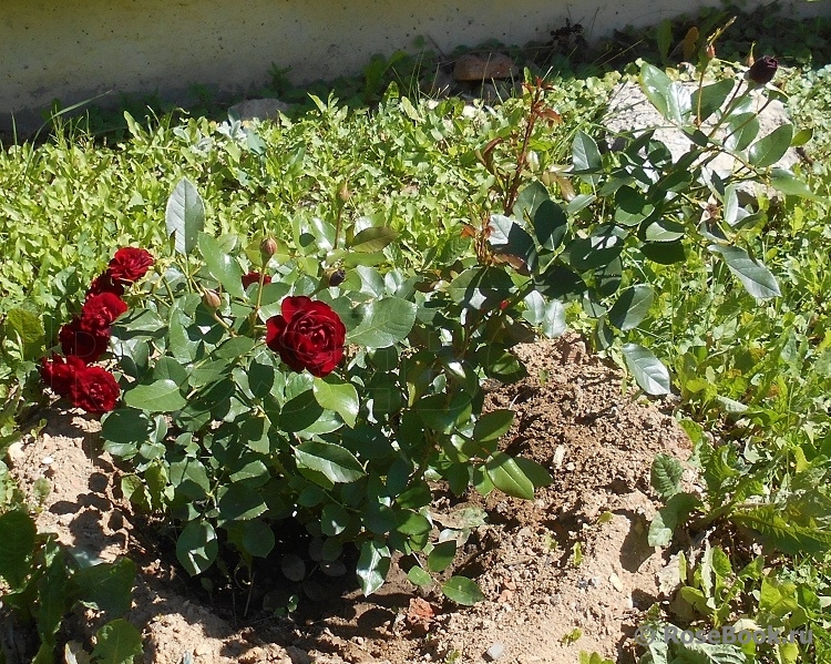 Rose Brouilly ® 