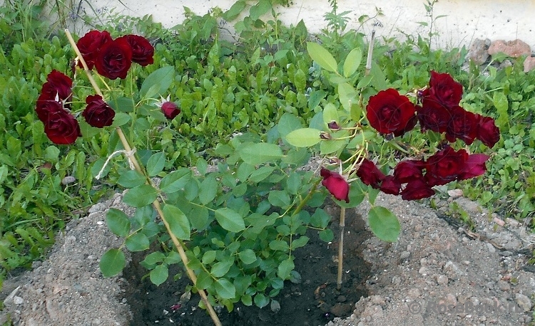 Rose Brouilly ® 