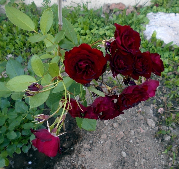 Rose Brouilly ® 
