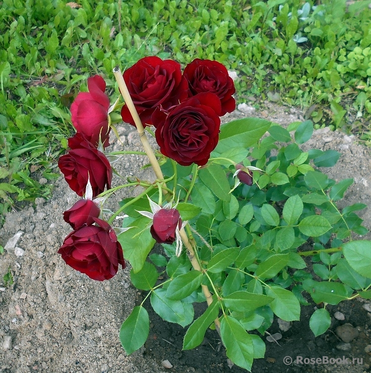 Rose Brouilly ® 