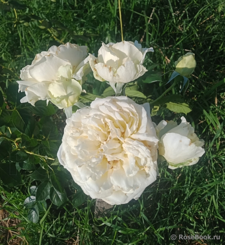 La Paloma 85