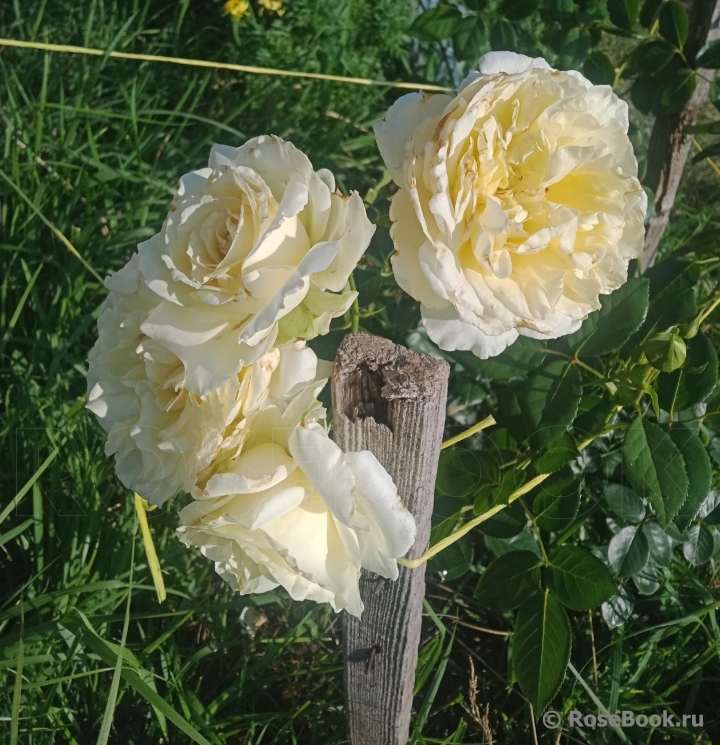 La Paloma 85