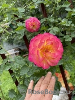 Rosa Le Rosier De La Memoire