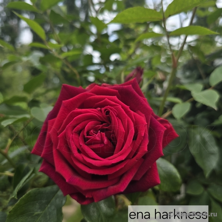Ena Harkness 