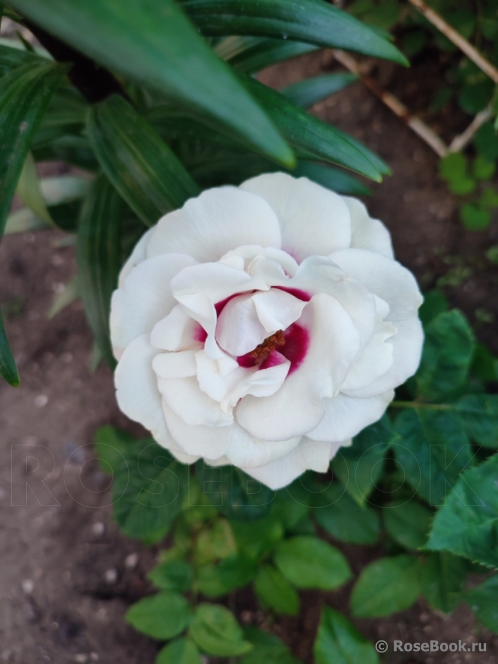 Brideside