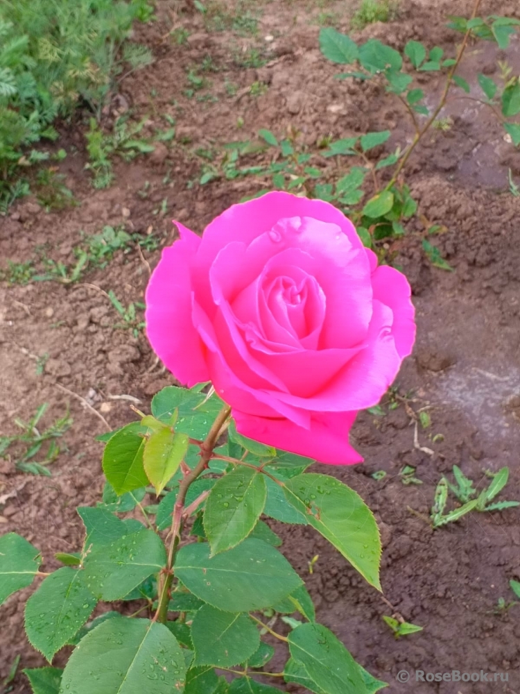 Diane De Poitiers