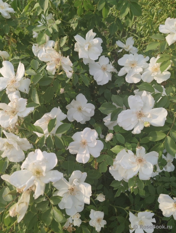 Morden Snowbeauty