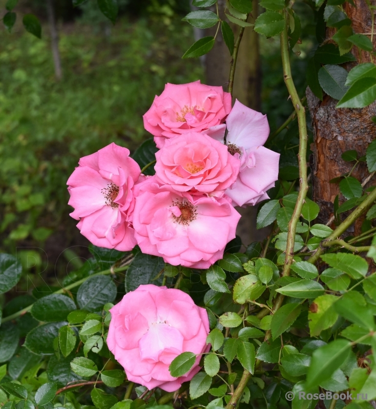 Lawinia