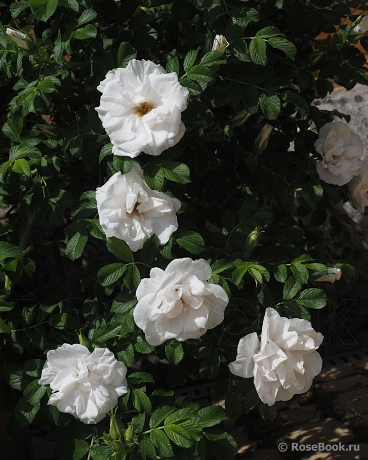 Blanc Double de Coubert 