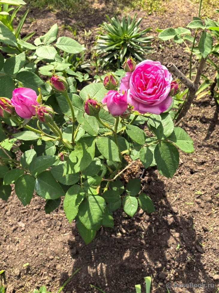 Comte de Chambord