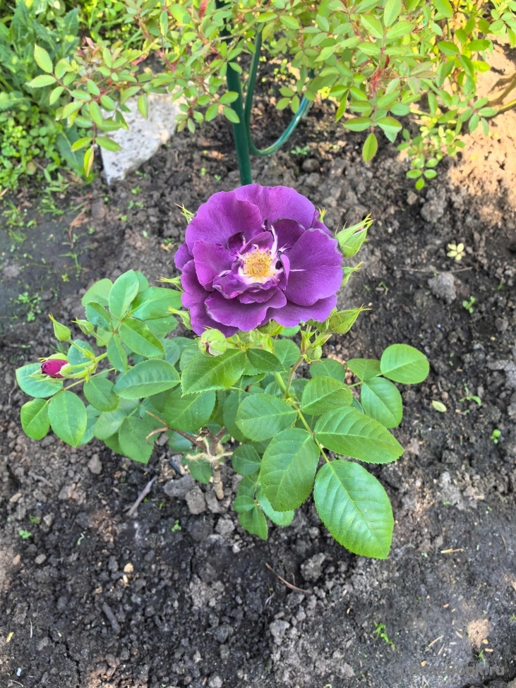 Rhapsody in Blue 