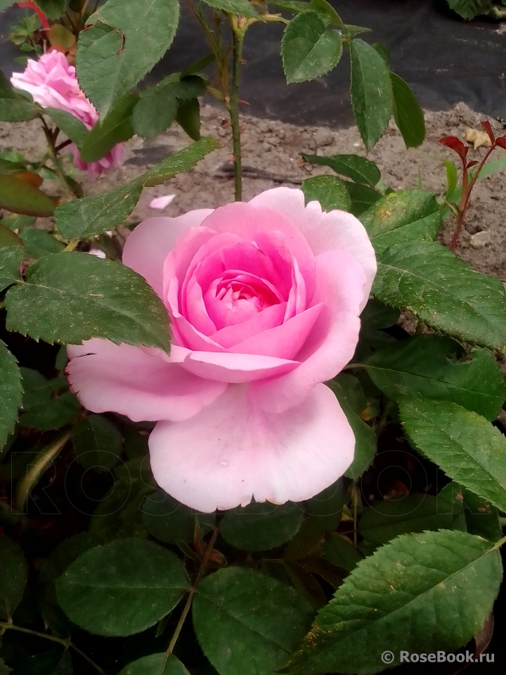 Gertrude Jekyll
