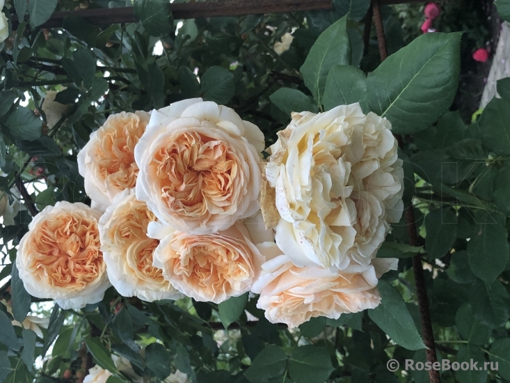 Apricot Sky ®
