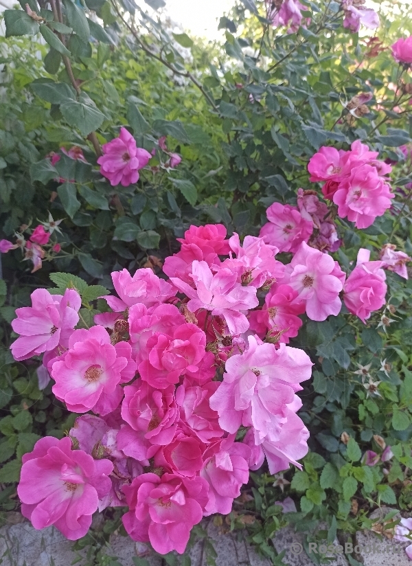 Double Pink Knock Out