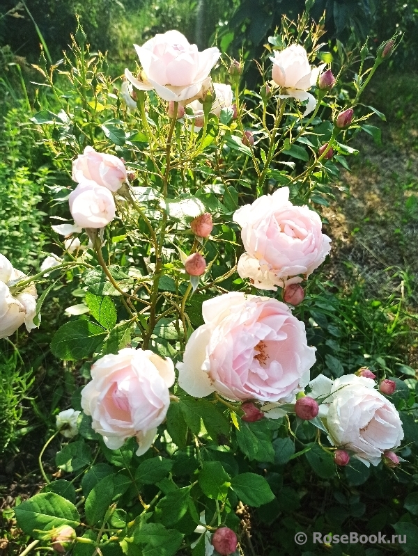 Mme Figaro