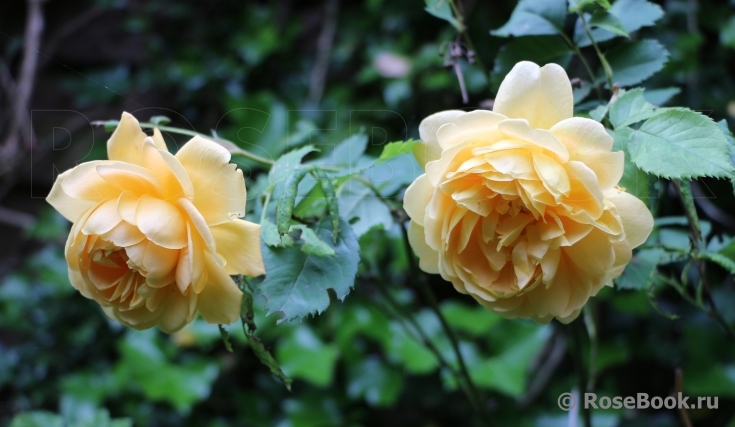 Golden Celebration®