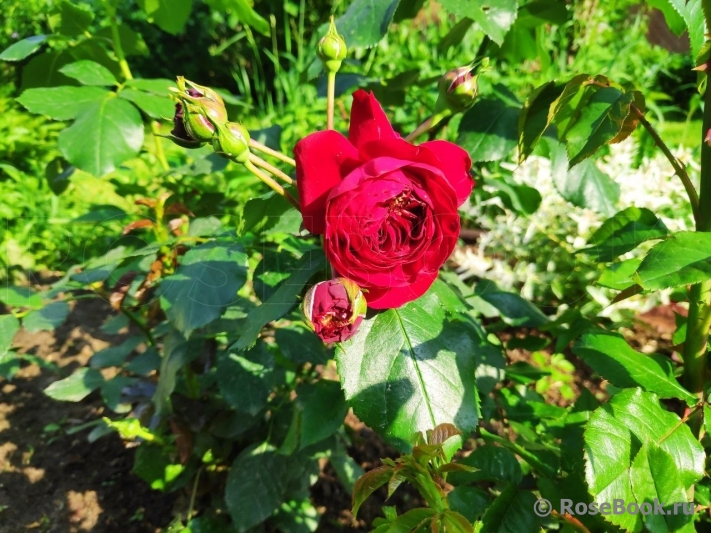 Scarlet BONICA ®