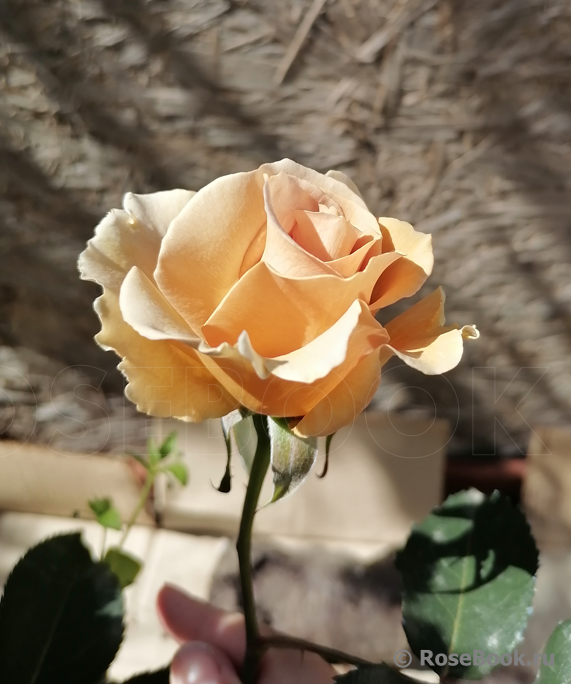 Eventail d'Or