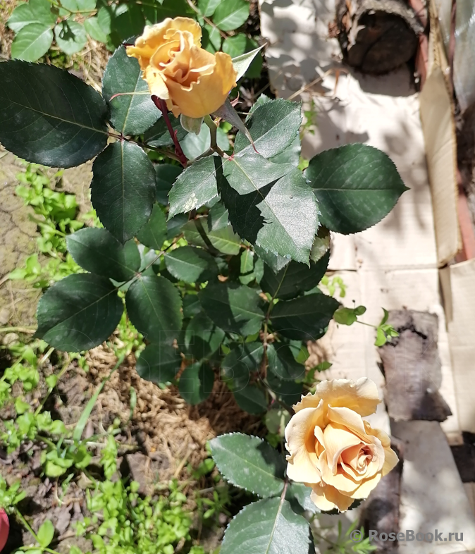 Eventail d'Or