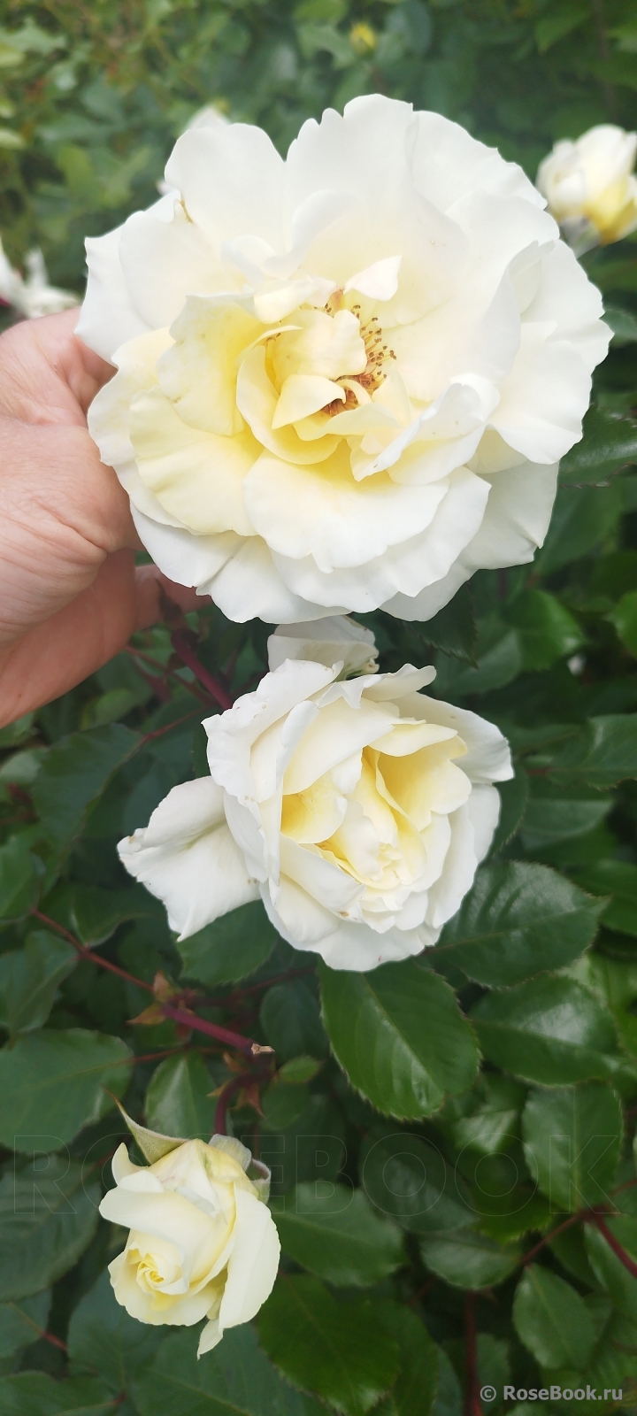 Mentor-Rose