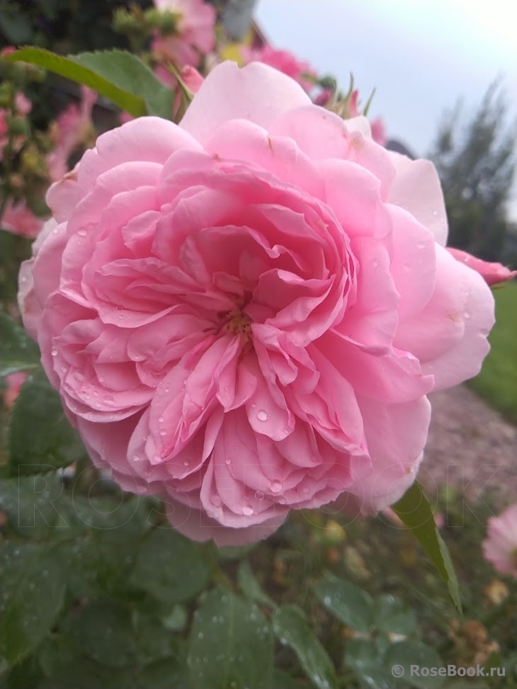 Blush ™ Winterjewel ®