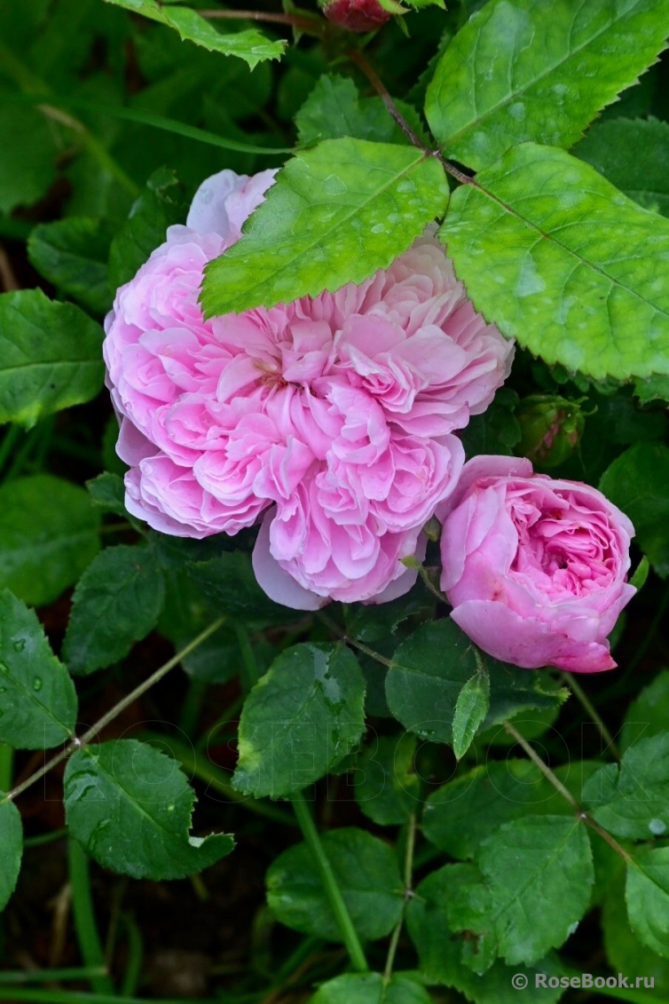 Jacques Cartier
