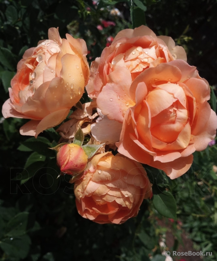 Lady of Shalott 