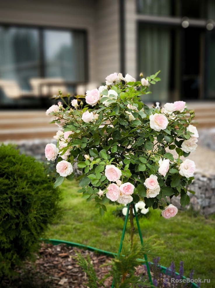 Morden Blush