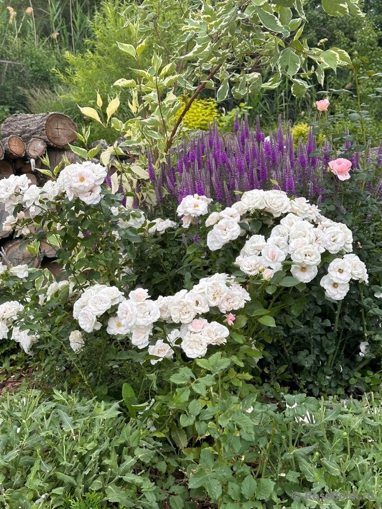 Aspirin Rose