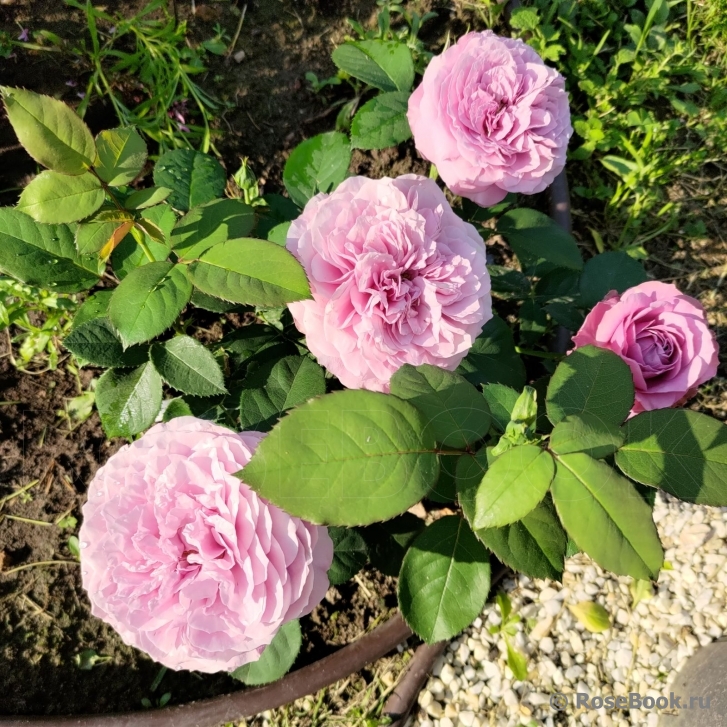 Lavender Ice