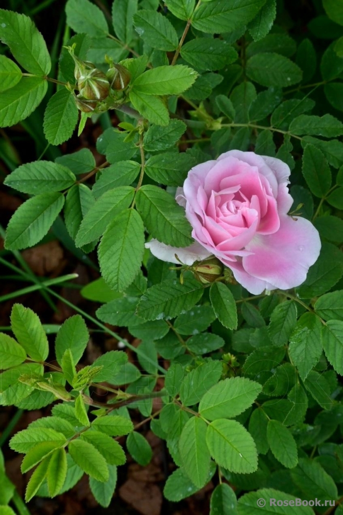 Martin Frobisher