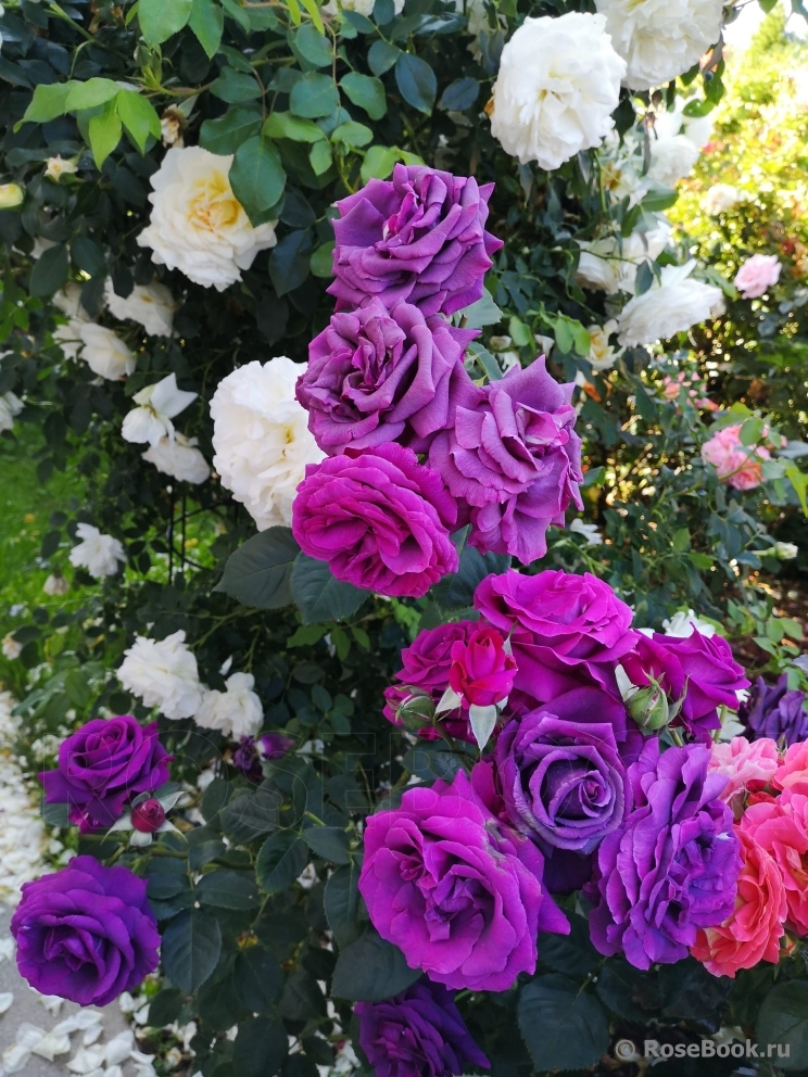 Parfum de Reve